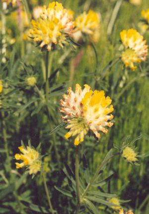 Anthyllis vulneraria